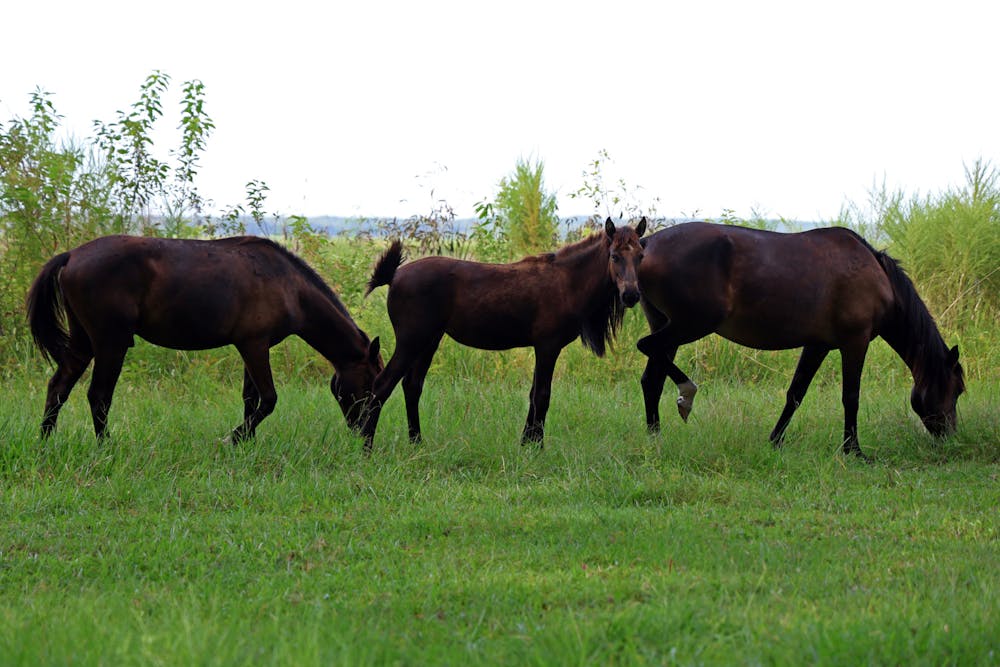 A foal grazes with two adult horses in the rangeland at Paynes Prairie Preserve State Park on Wednesday, Sept. 5, 2025.