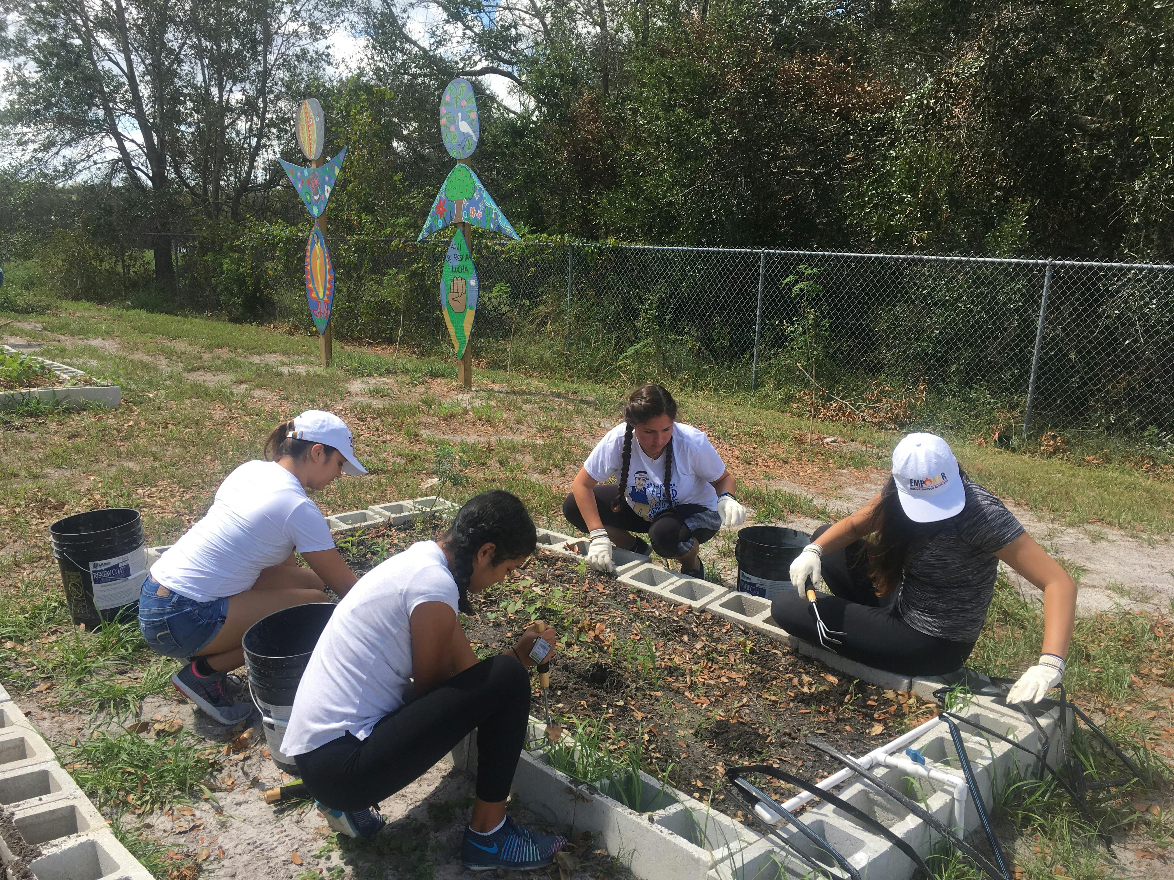 UF students traveled to Apopka, Florida, on Saturday to volunteer with the Farmworkers Association of Florida. They transplanted cabbage plants into new vegetation beds at a community garden.