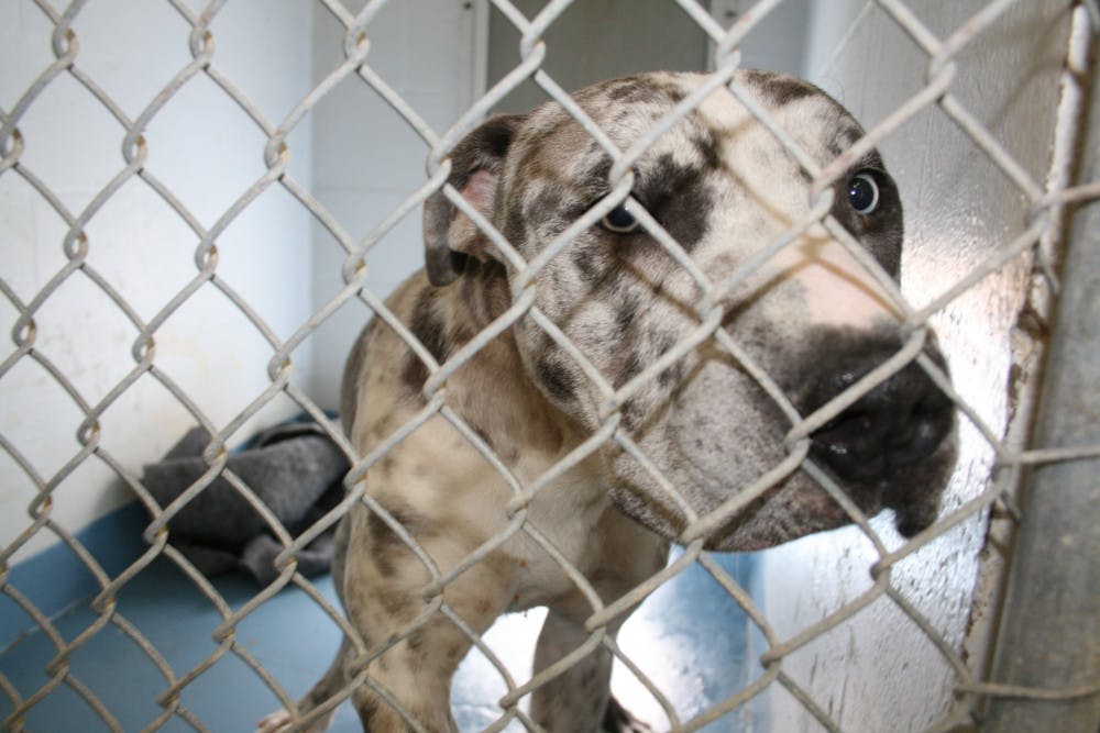 A dog looks out of his kennel at Alachua County Animal Services, 3400 NE 53rd Ave.