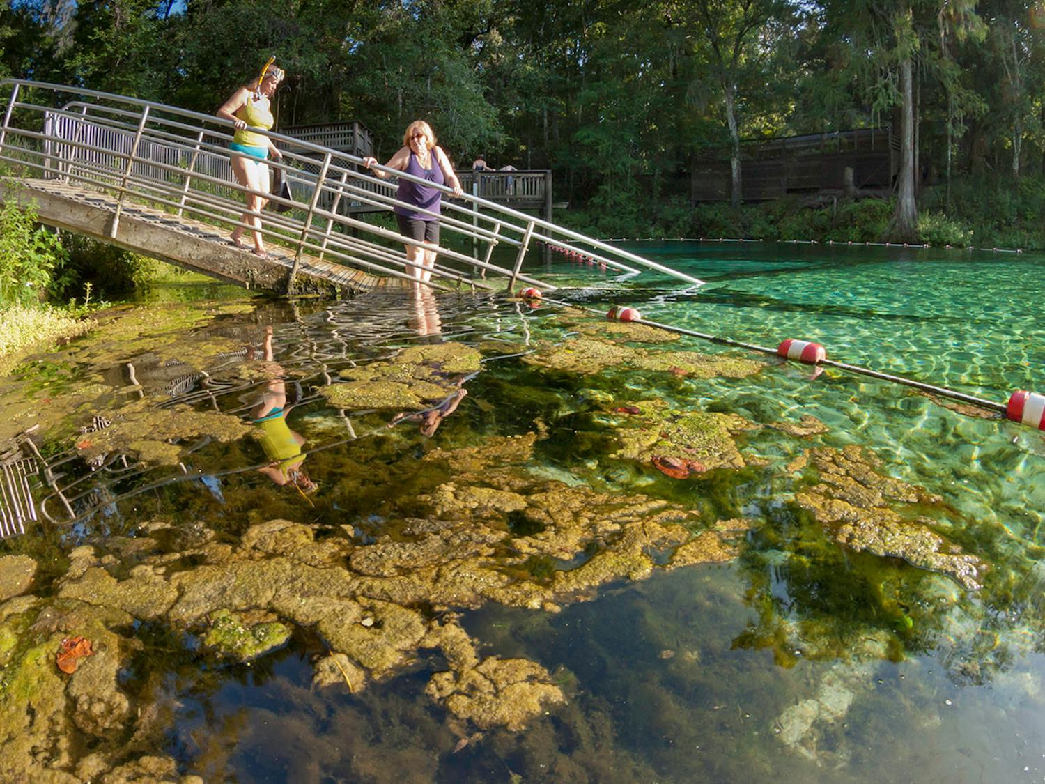 Algae at Fanning Spring on the Suwannee River. Photo by John Moran.