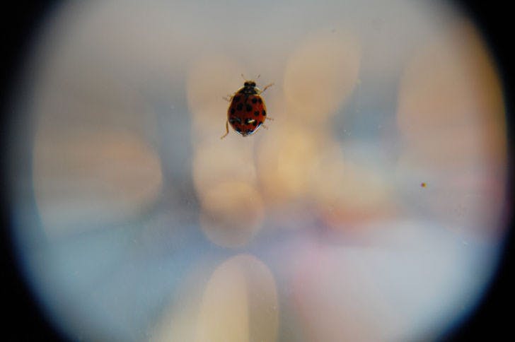A ladybug sits on a window in Lakeside Residential Complex Wednesday afternoon. The beetles have invaded residence halls on campus, especially on the buildings’ south sides.