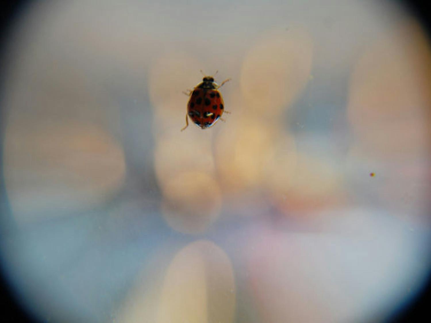 A ladybug sits on a window in Lakeside Residential Complex Wednesday afternoon. The beetles have invaded residence halls on campus, especially on the buildings’ south sides.