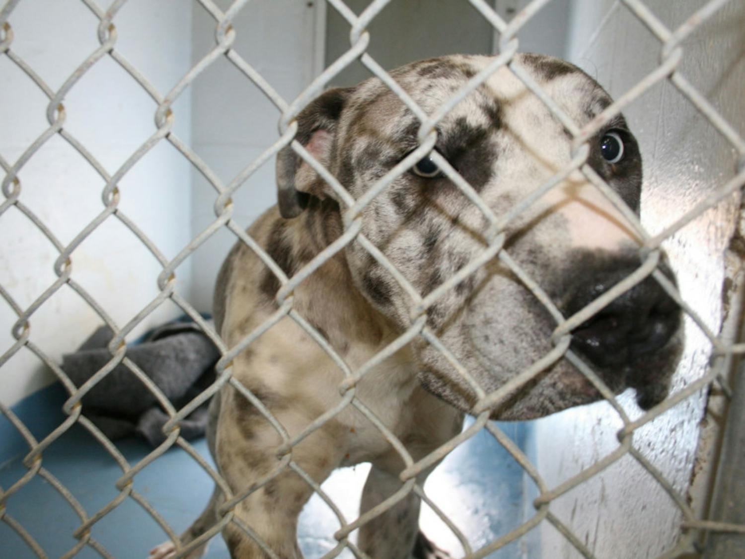 A dog looks out of his kennel at Alachua County Animal Services,&nbsp;3400 NE 53rd Ave.