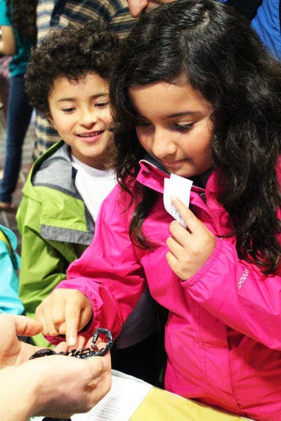 Siblings Diego Zapata, 7, and Maria Zapata, 11, touch a scorpion at the third annual BugFest on Wednesday at Steinmetz Hall.