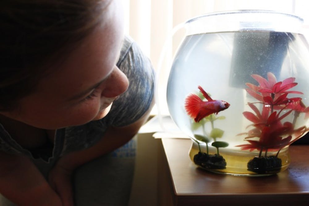 <p>Animal sciences freshman Sierra Wilson, 18, looks at her Delta Tail Betta fish, Alexei, in her dorm room. She says it’s comforting having a pet in her dorm. “It reminds me of my dog at home,” Wilson said.</p>