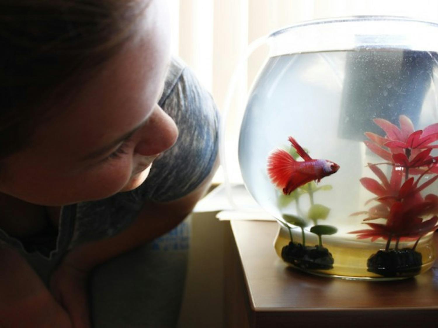 Animal sciences freshman Sierra Wilson, 18, looks at her Delta Tail Betta fish, Alexei, in her dorm room. She says it’s comforting having a pet in her dorm. “It reminds me of my dog at home,” Wilson said.