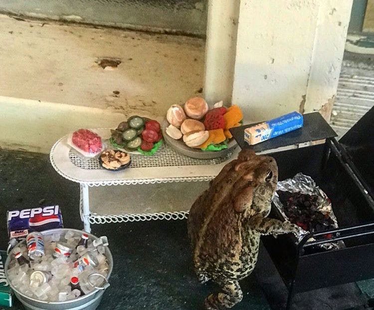 Toby the Toad is posed with props from Mikell's dollhouse, which was made by her aunt when Mickell was 6. This photo was published on the Instagram account "yaboi_toby_toad" July 17 with the caption "who comin ?"