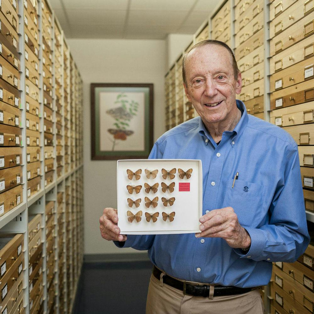 <p>Thomas Emmel, 76, holds onto 13 specimens of the brown butterfly in his collection. After they were recovered about 60 years after his initial discovery, Emmel said he was surprised they were rediscovered. He said he hopes to discover more about the species.</p>
<p dir="ltr">&nbsp;</p>