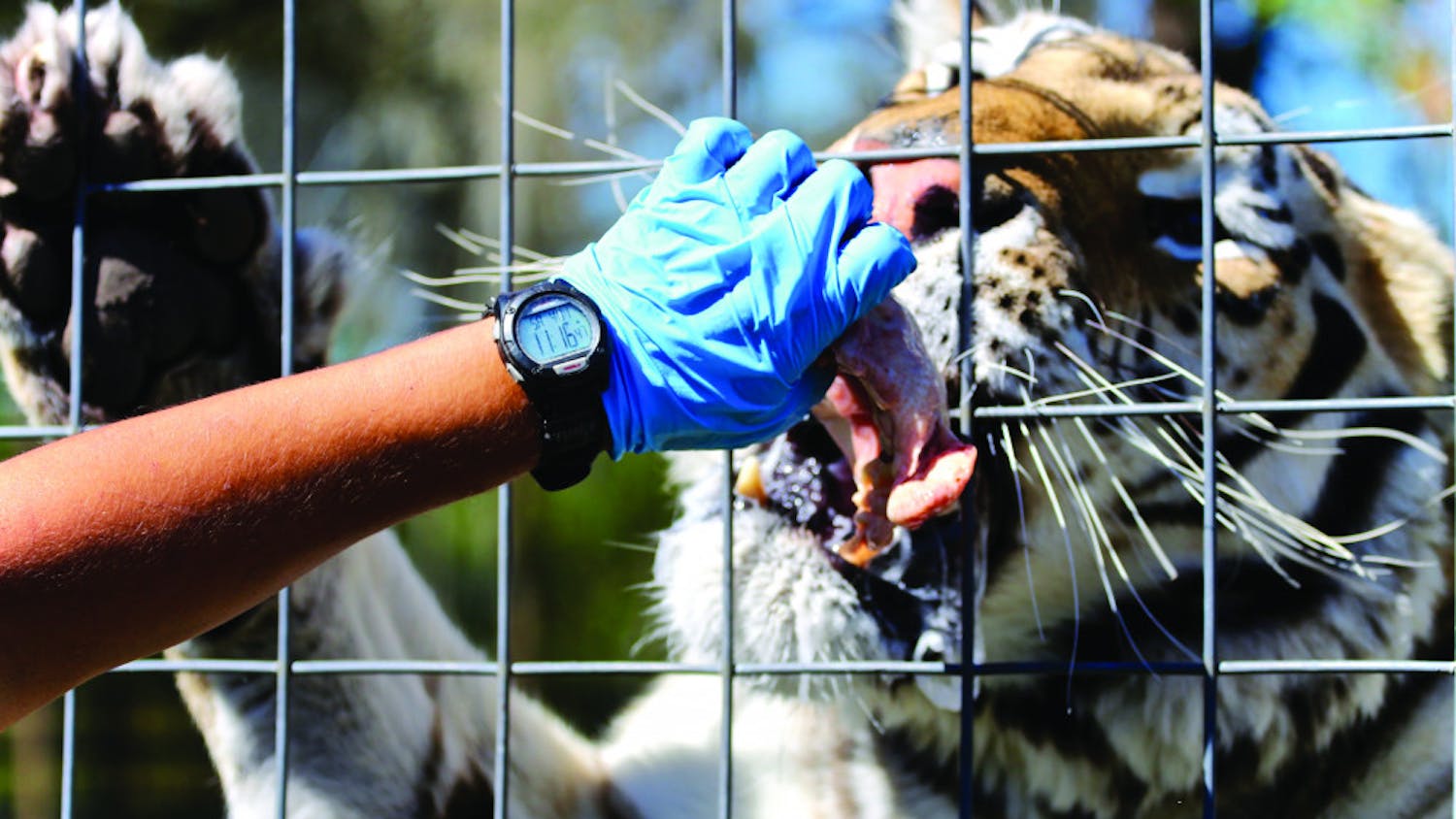 Head keeper Alex Gil, 29, feeds Gator, 7, a former photo cat who was underweight when rescued after only being fed milk. Gator was named after the Florida Gators.