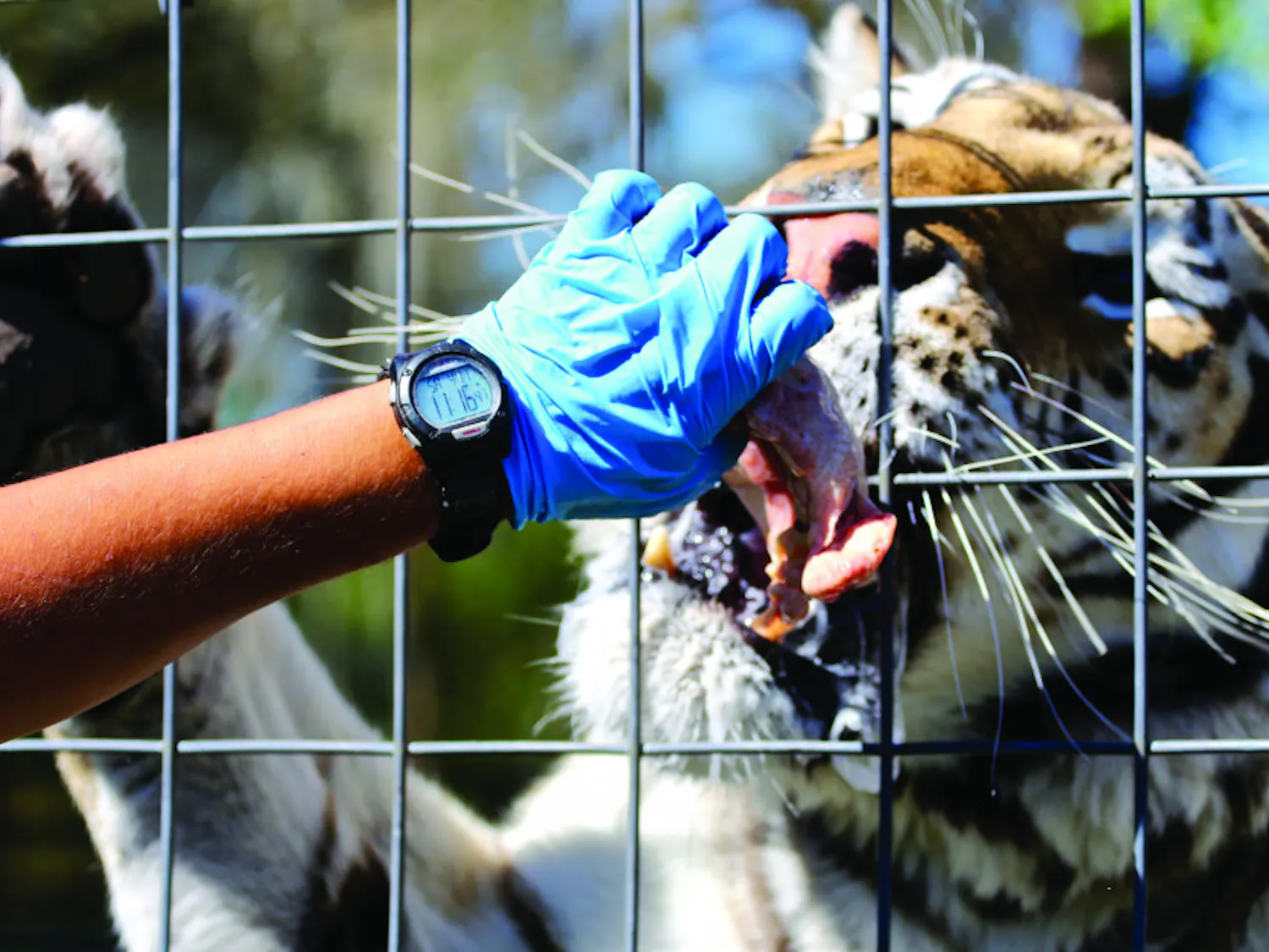 Head keeper Alex Gil, 29, feeds Gator, 7, a former photo cat who was underweight when rescued after only being fed milk. Gator was named after the Florida Gators.