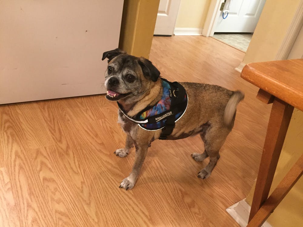 Fred, a 7-year-old pug and beagle mix, was on a walk in the Savannah Station neighborhood when he was attacked and killed by an unleashed pit bull on Sunday. Courtesy to The Alligator.
