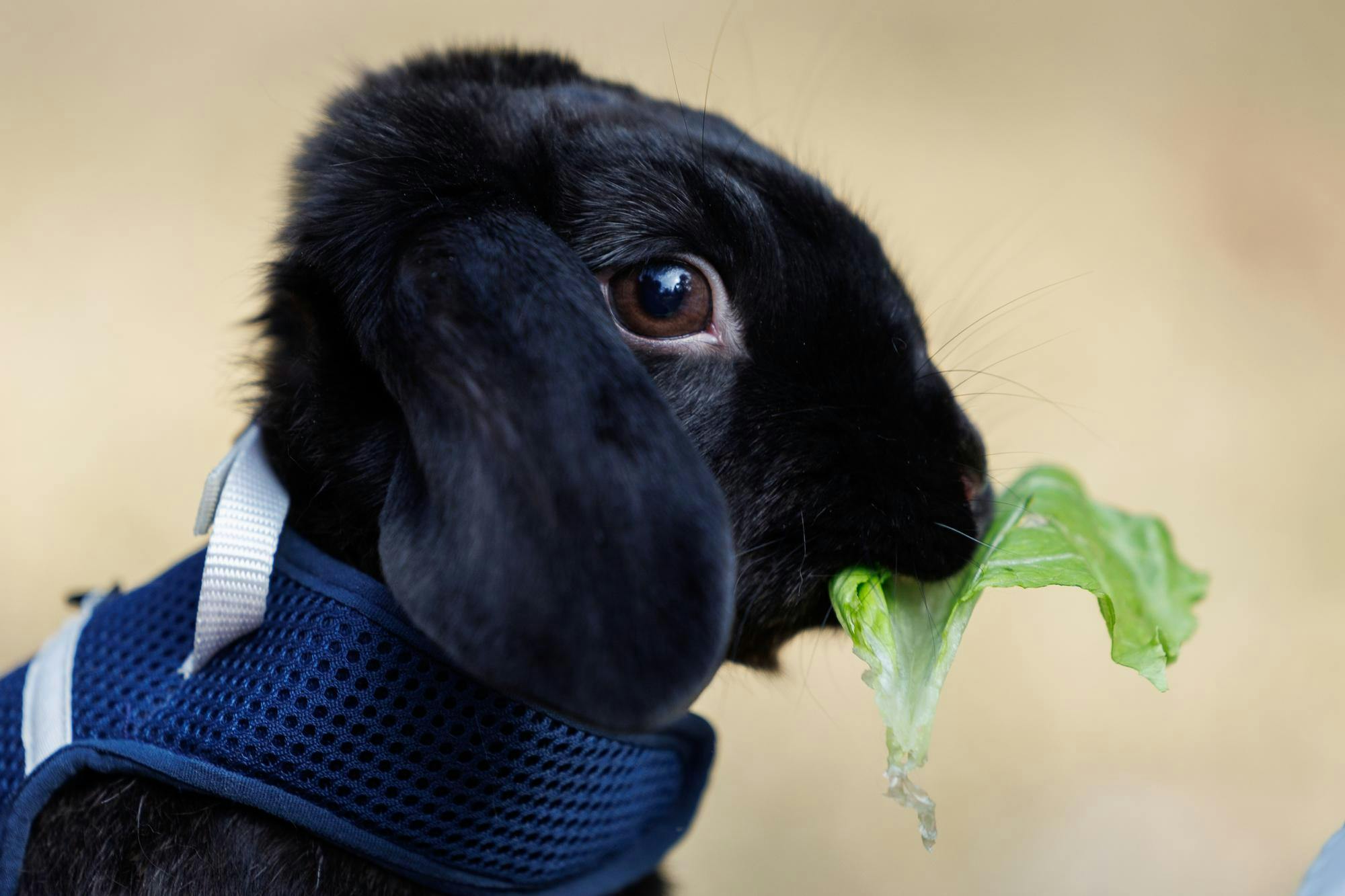 Kayak the rabbit eats lettuce on Thursday, Feb. 19, 2026, in Gainesville, Fla.