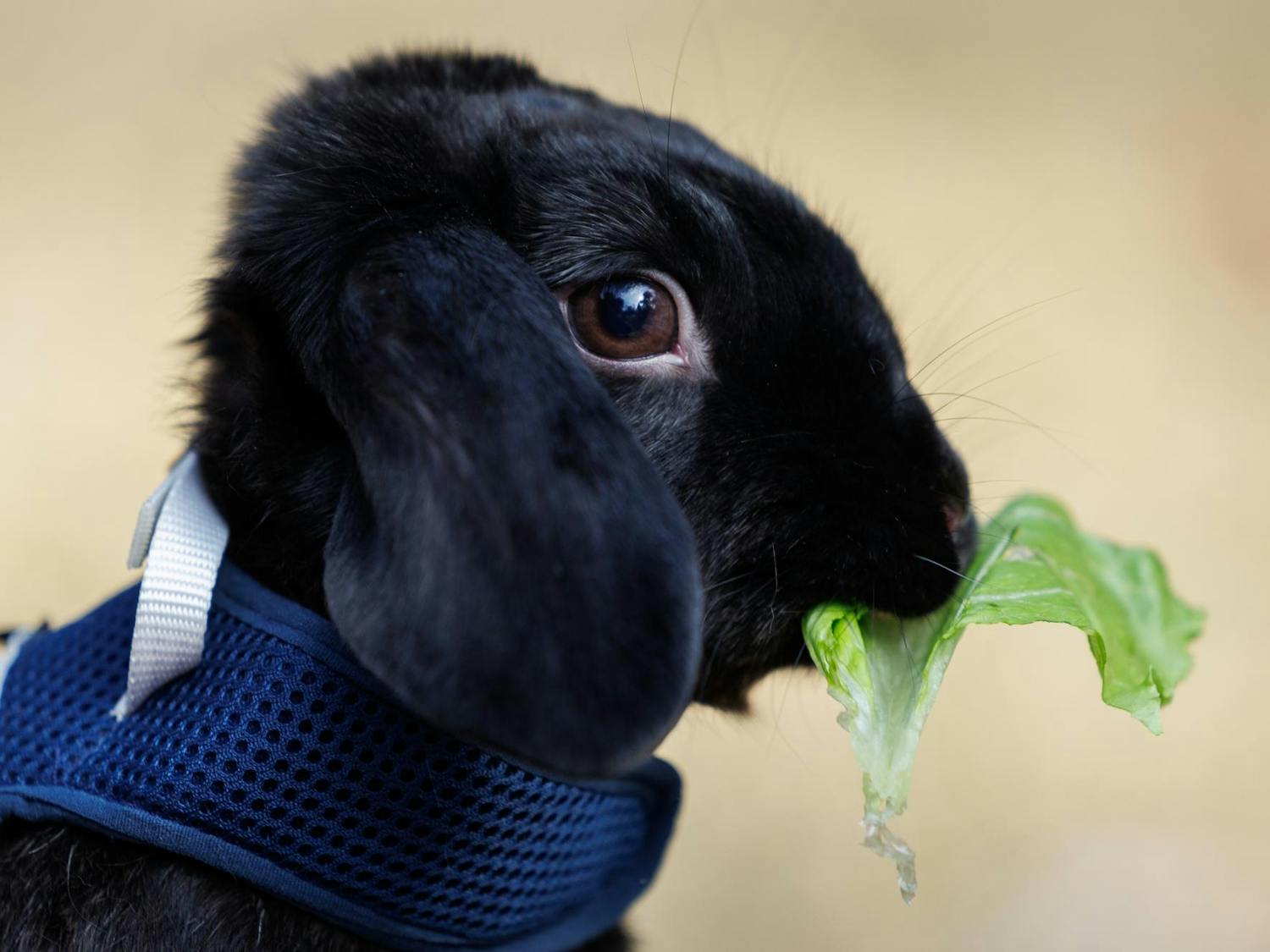 Kayak the rabbit eats lettuce on Thursday, Feb. 19, 2026, in Gainesville, Fla.