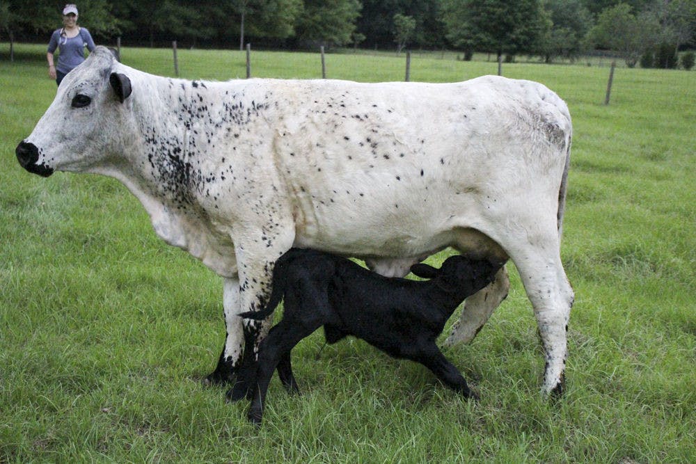 Alachua County Sheriff Rural Services Unit officers and the UF College of Veterinary Medicine Animal Rescue Team worked together on Thursday to rescue a 1-week-old calf that had fallen into a 15-foot sinkhole in Newberry, Florida, and had been trapped in the hole for about a day.