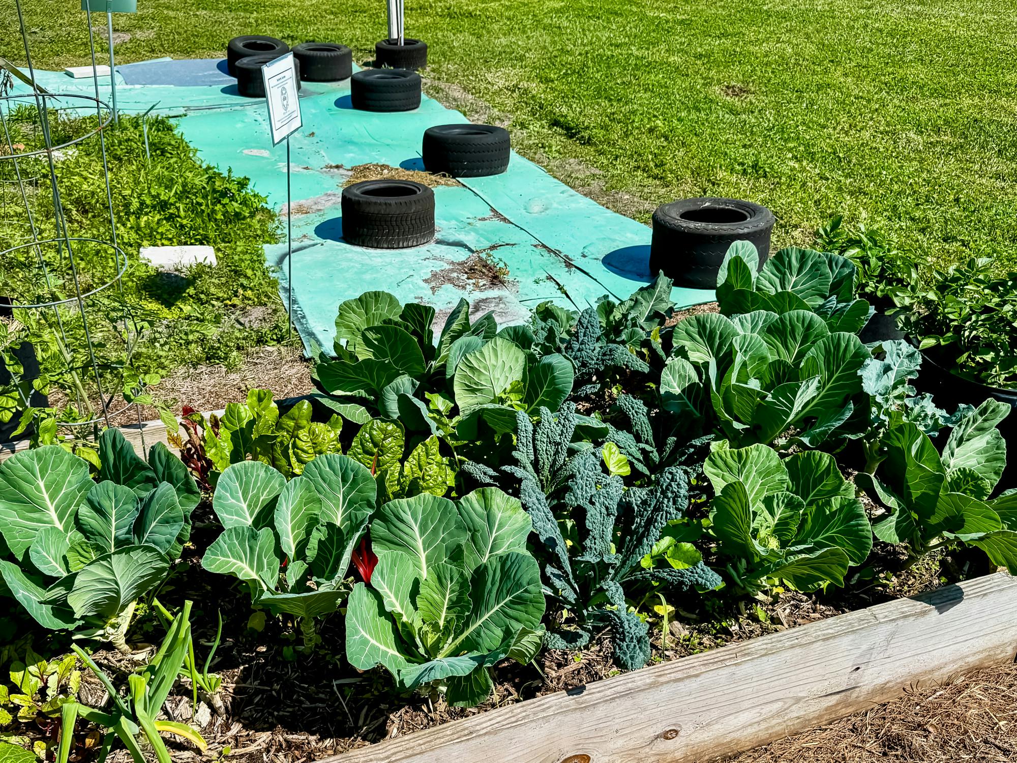 Ryan Champiny’s garden box at the Compost Cooperative and Gardens on Saturday, March 1, 2025.