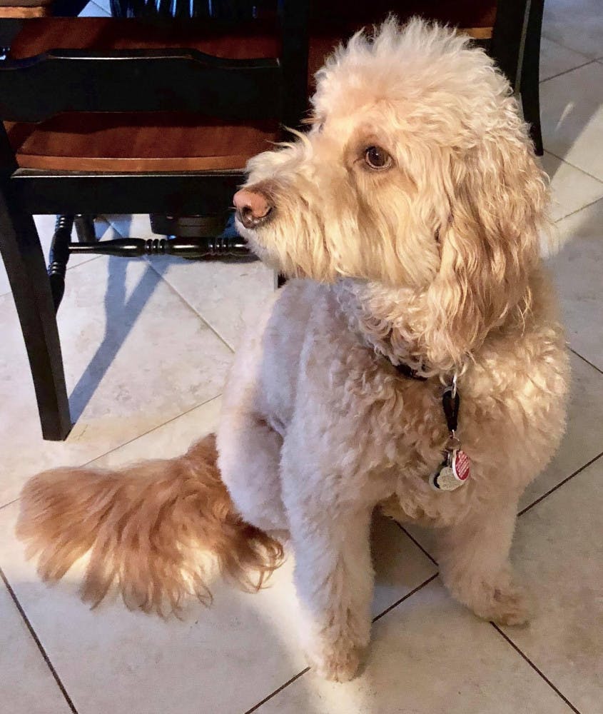 Beau is a “Paws &amp; Relax” therapy dog at Santa Fe College who comes every Tuesday from 2 p.m. to 3 p.m.