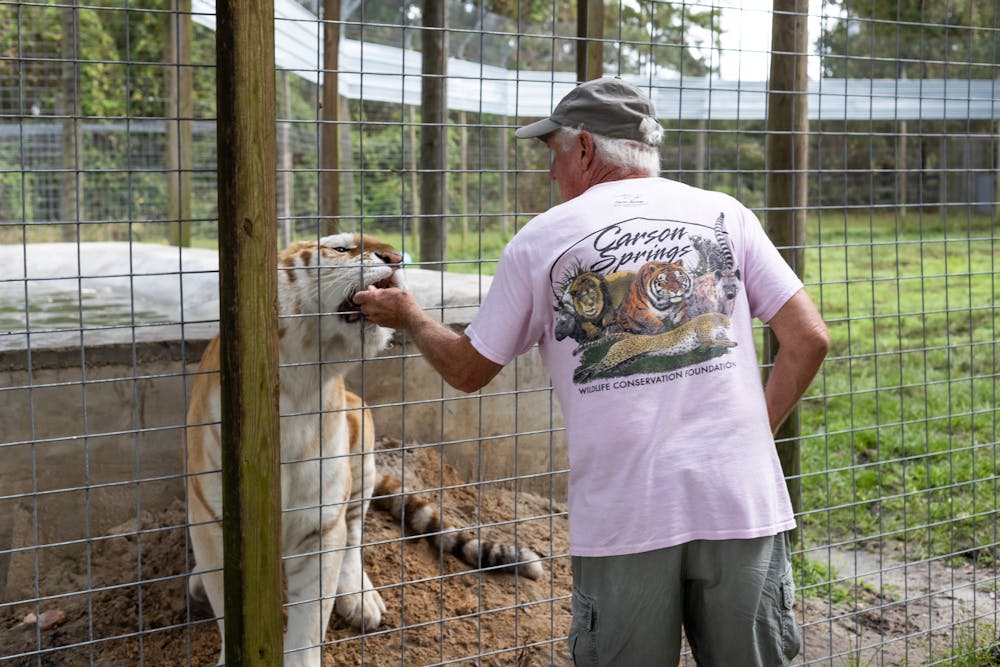 <p>Worker feeds tiger at Carson Springs Wildlife on Nov. 9, 2024.</p>