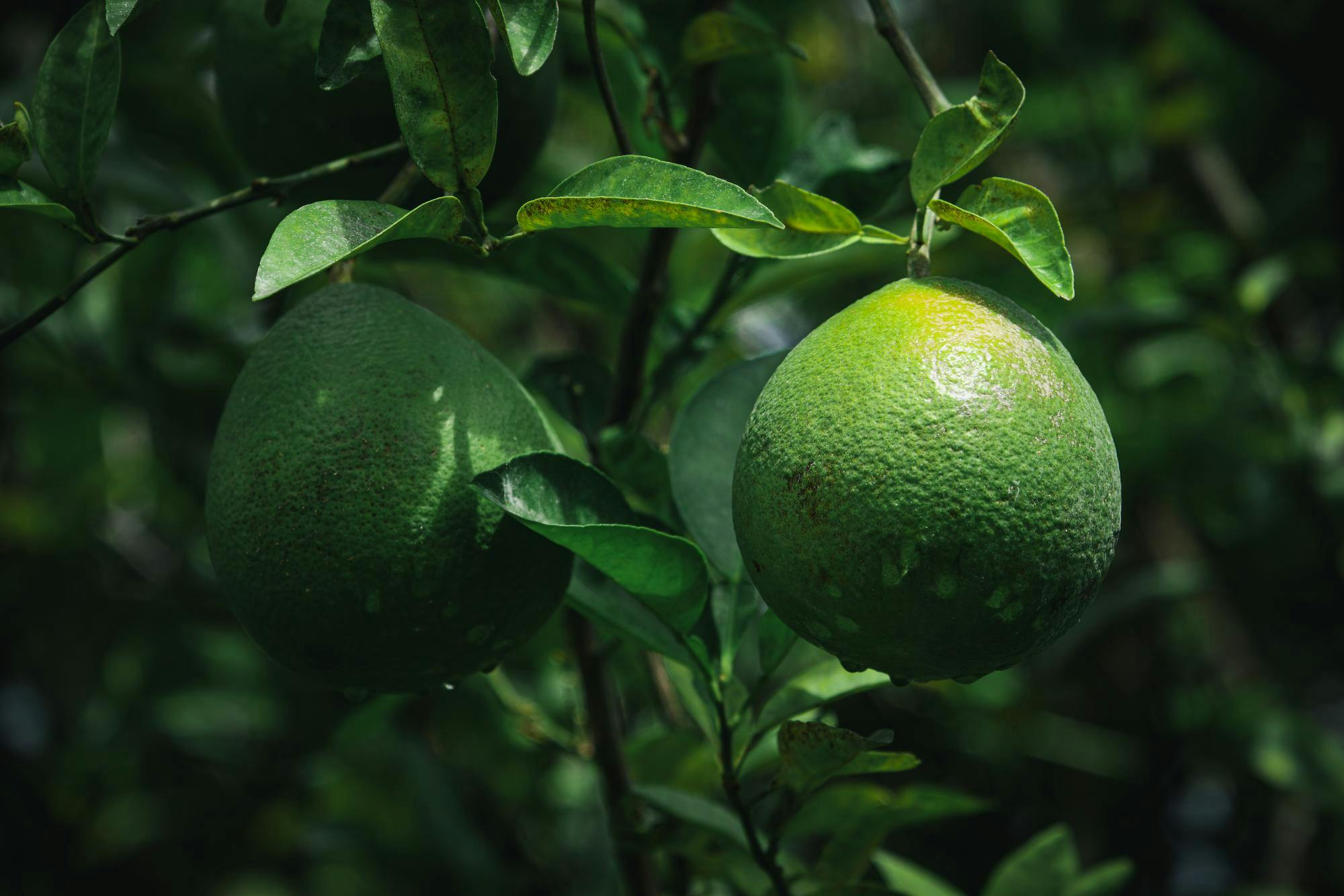 Unripe citrus at the IFAS center.