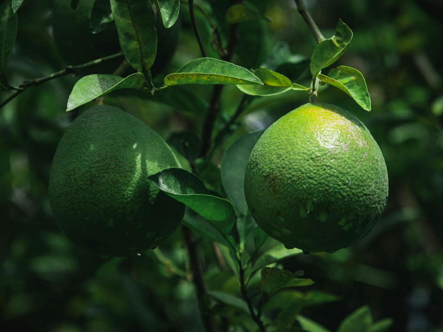 Unripe citrus at the IFAS center.