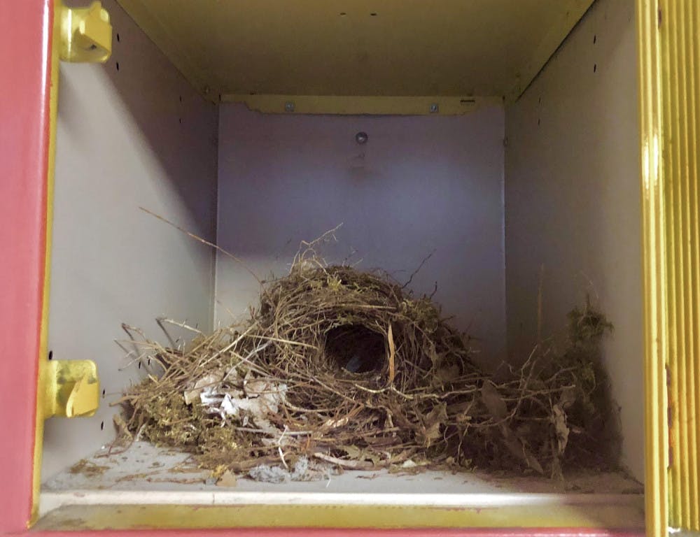 A bird's nest sits in a gallon-sized locker on the ground floor of the Music Building. 