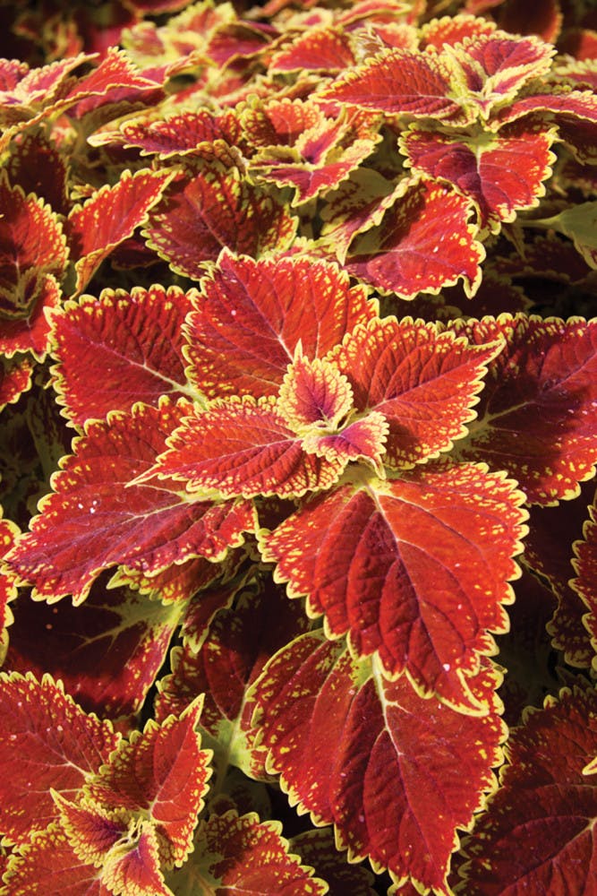 Gator Glory, a coleus plant created by UF environmental horticulture professor Dave Clark, captures school spirit. 
