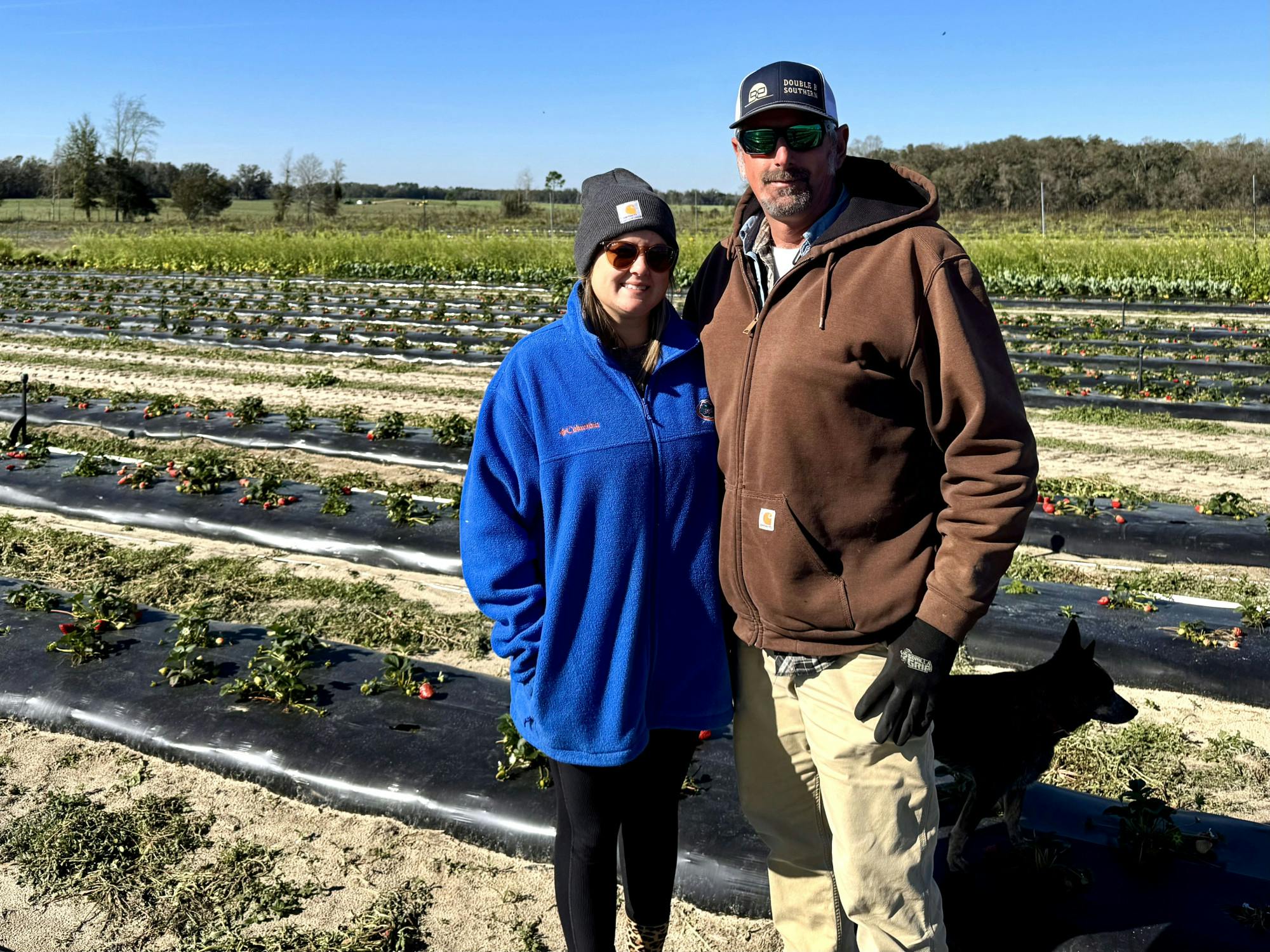 Heather and Travis Boyd stand amongst the bright red strawberries that grow from the many rows of plants at The Bryer Patch on Feb. 21, 2025.


