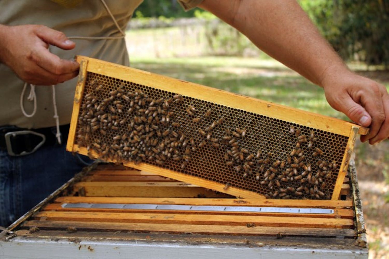 Research technician and apiary manager Mark Dykes lifts a tray from a hive at the UF Bee Biology Research Unit.
