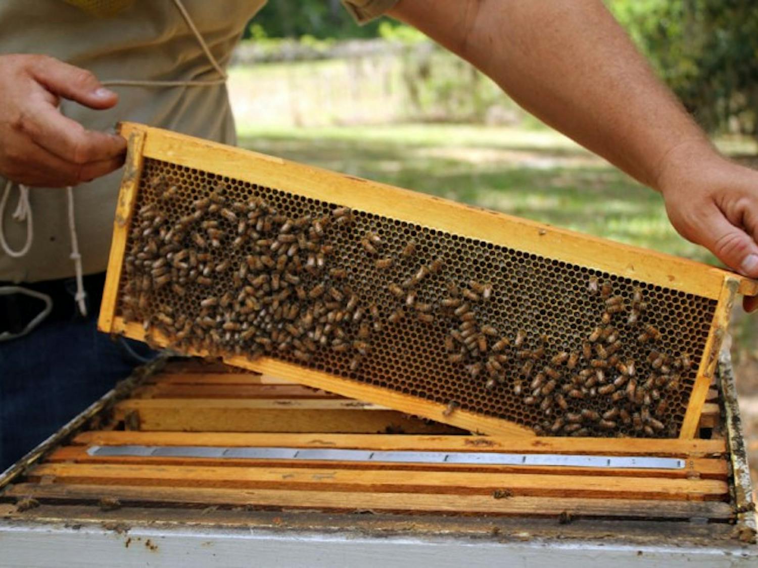 Research technician and apiary manager Mark Dykes lifts a tray from a hive at the UF Bee Biology Research Unit.