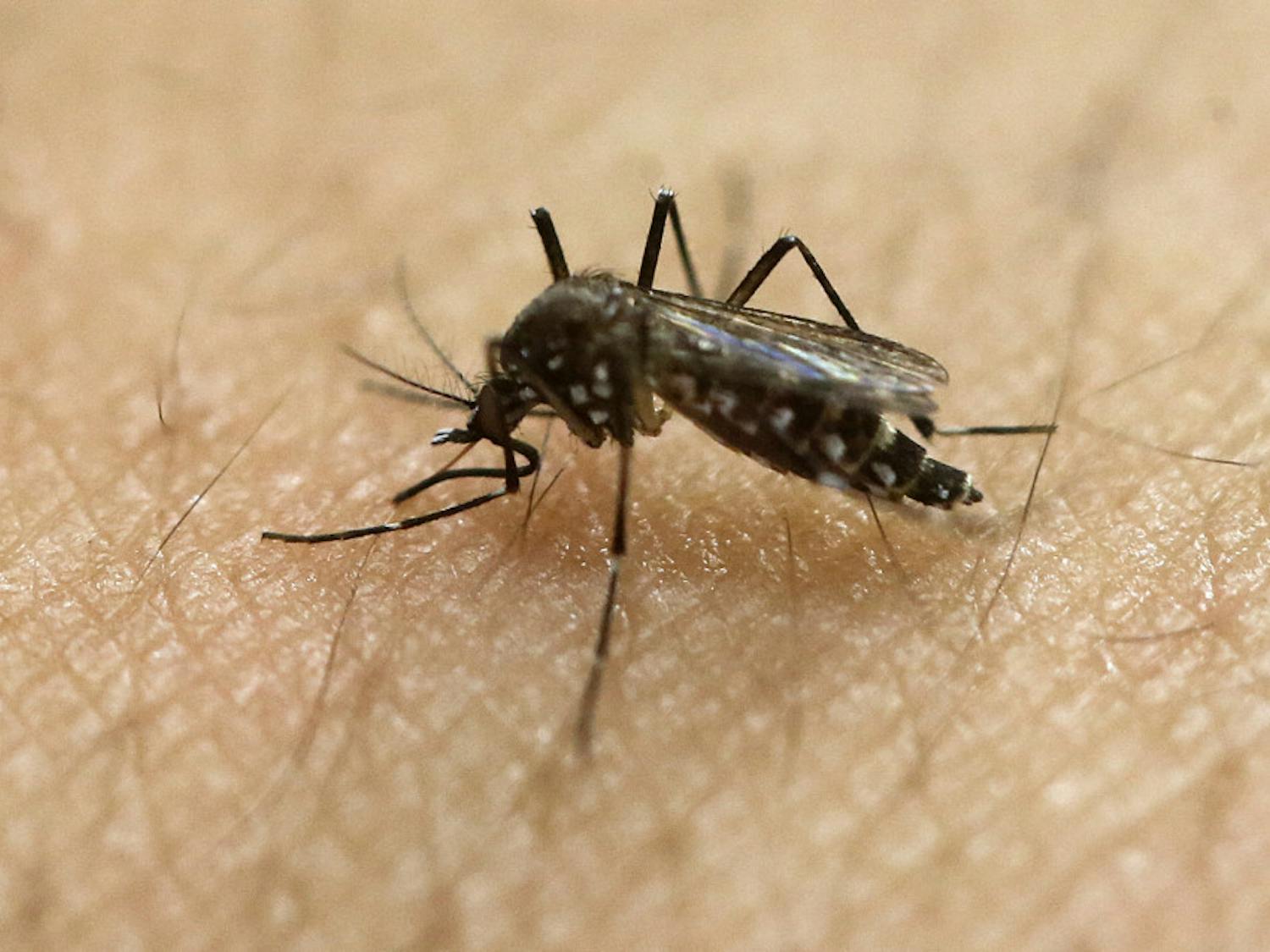 MED-Zika Mosquito-5 Things