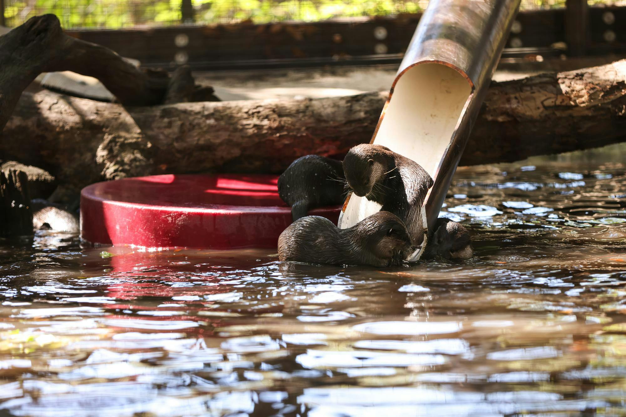 OtterRelease