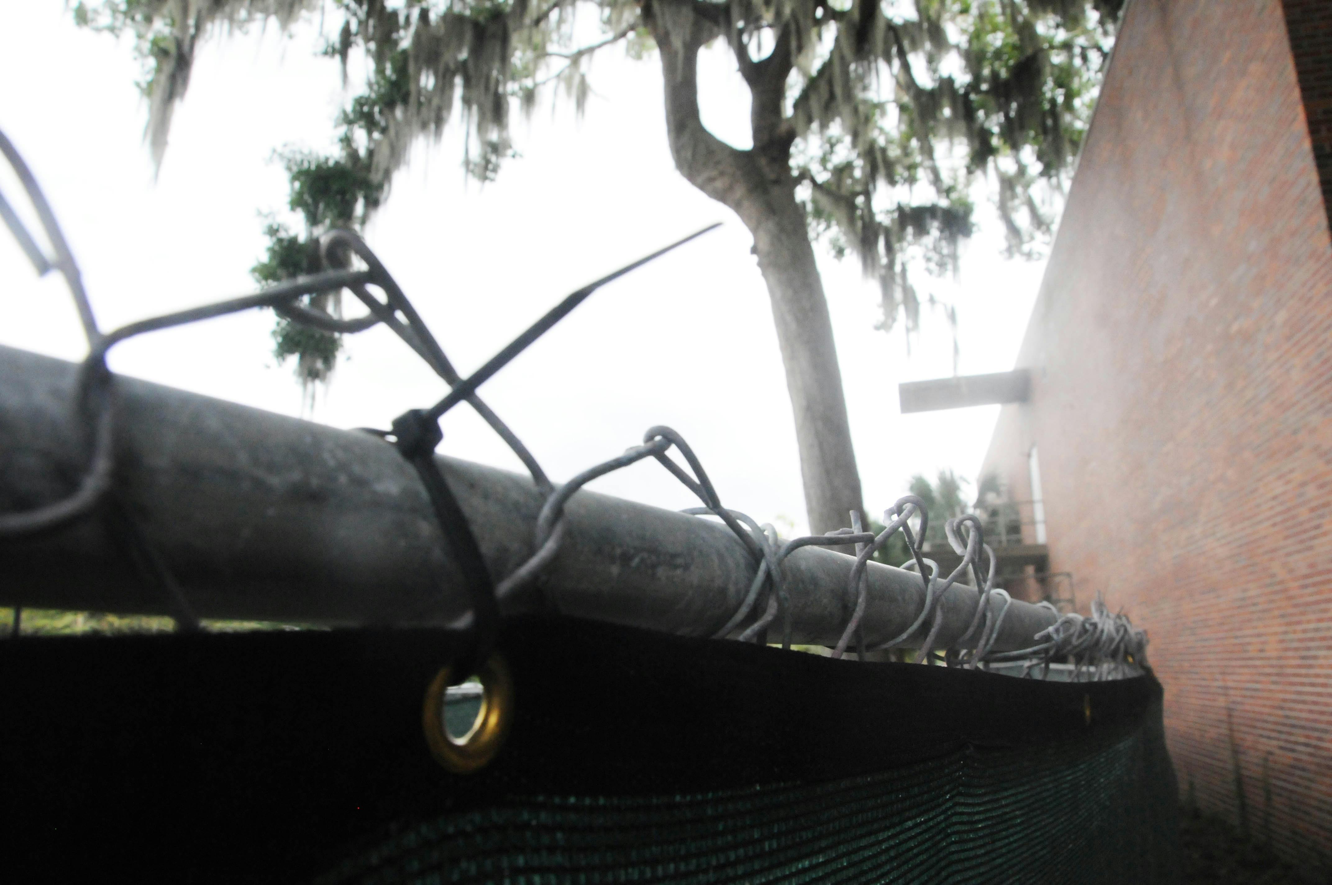 Bert, the 81-foot-tall Bluff Oak tree, stands on the Reitz Union North Lawn on Aug. 14, 2015. Bert is the only tree out of 30 that has yet to be taken down in favor of the College of Engineering's Nexus building.