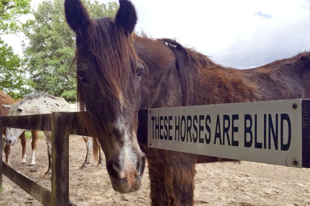 Cheyenne, a 30-year-old mixed-breed horse, was rescued by Okeechobee Animal Control when she was found thin and frail walking down a county road.