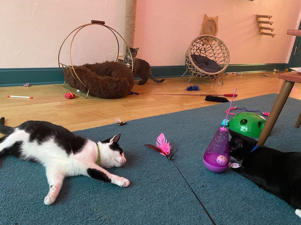<p>Three cats play inside the cat room at the Feeline Good Cat Cafe on Jan. 19. There were a total of 12 adoptable cats at the cafe being fostered from the Humane Society of North Central Florida. <br/></p>