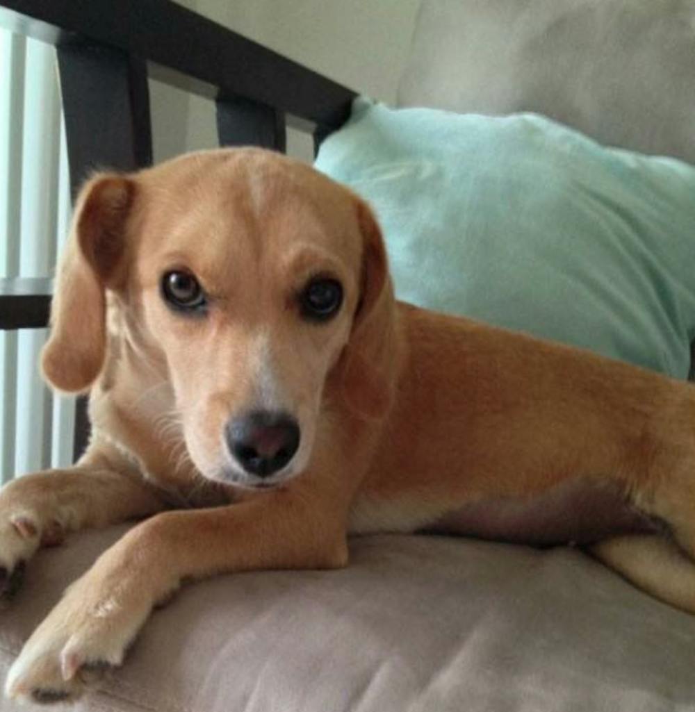 <p>Bella, the emotional support dog killed by three pitbulls</p>