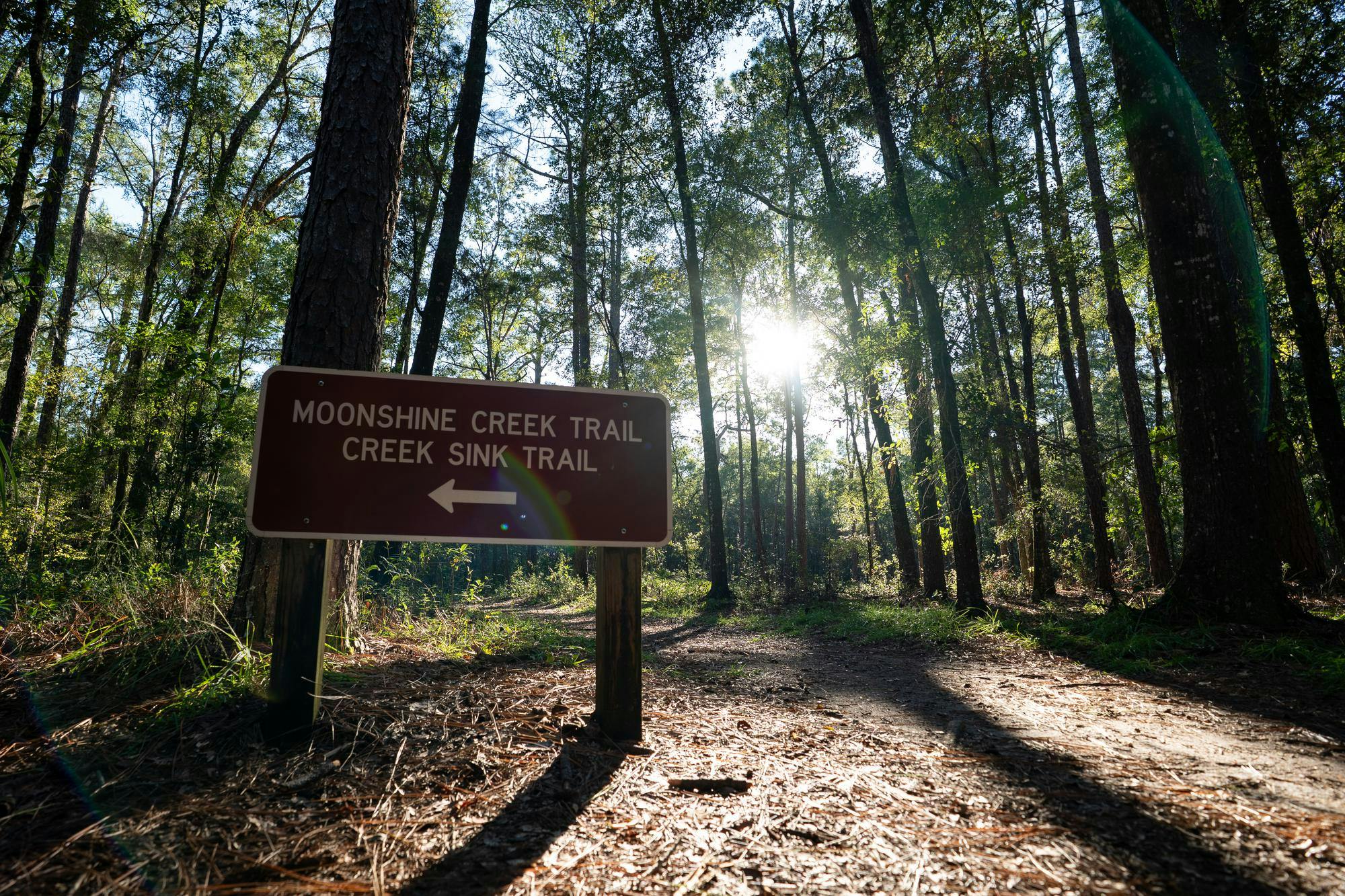 A trail sign points toward the Moonshine Creek and Creek Sink trails, Monday, Oct. 12, 2026, at San Felasco Hammock Preserve State Park in Gainesville, Fla.