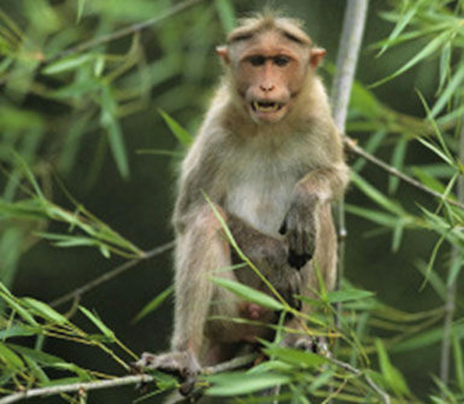 A macaque monkey is pictured about. The species can&nbsp;carry the herpes B virus and transmit it to humans.