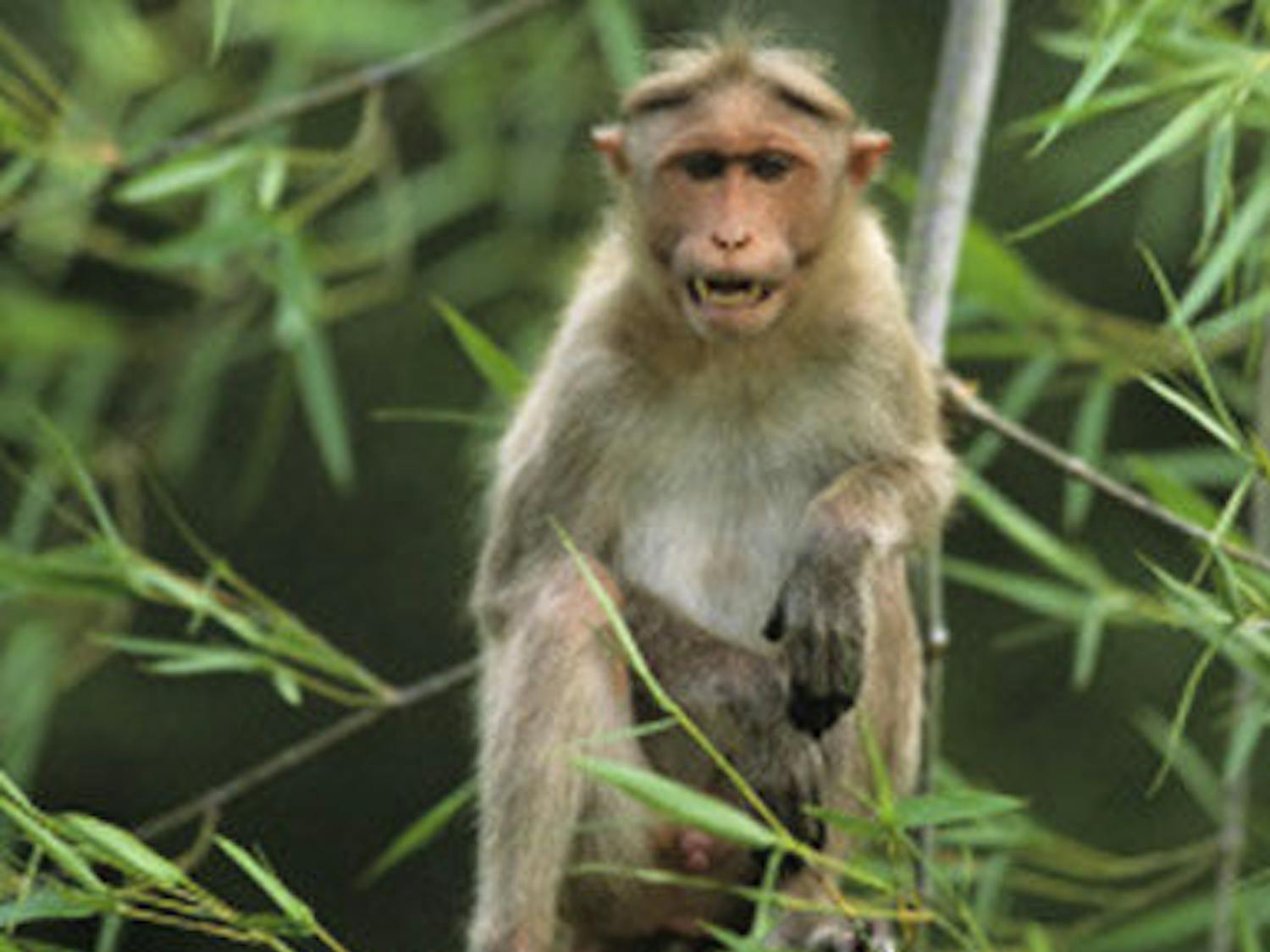 A macaque monkey is pictured about. The species can carry the herpes B virus and transmit it to humans.