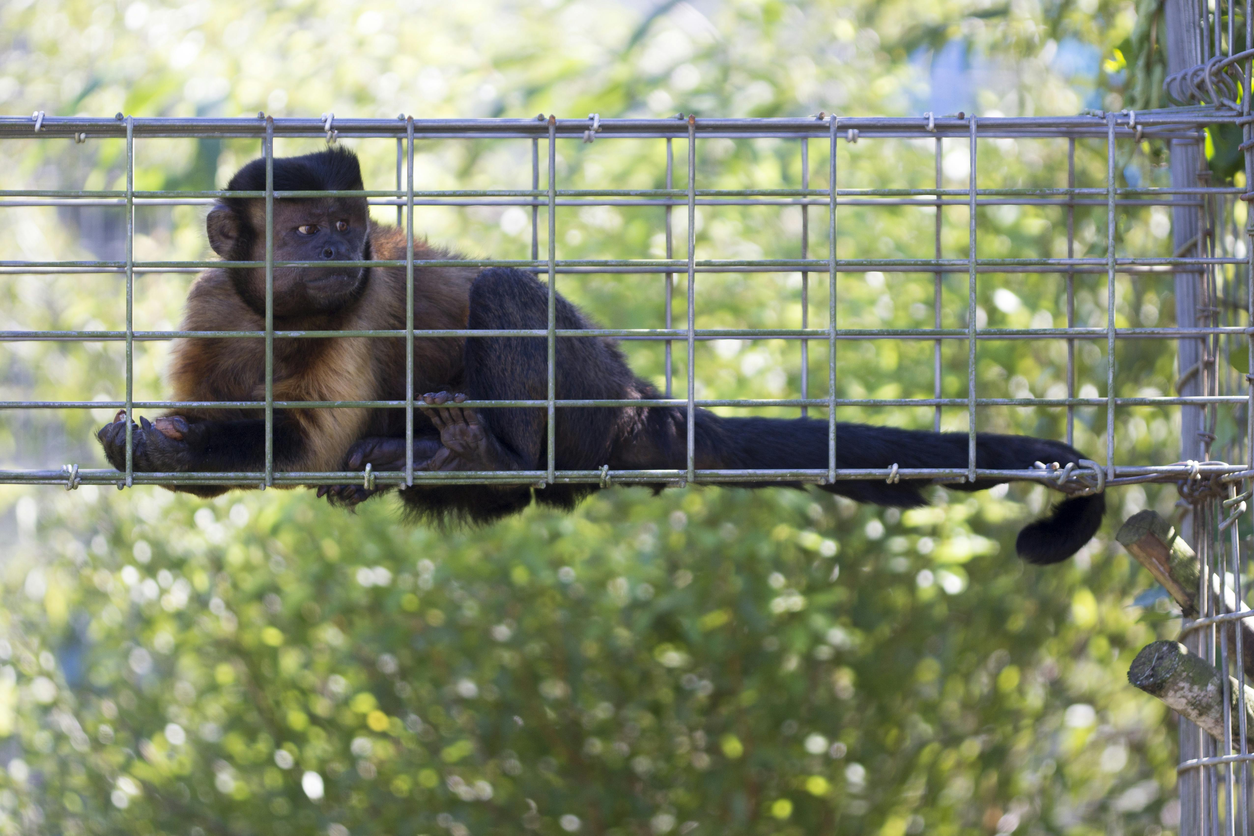 Cosmo, a capuchin monkey, watches tour groups walk past its cage during the Monkey Day event Saturday afternoon at Jungle Friends Primate Sanctuary. About 300 monkeys live on the sanctuary's 40 acres of land.