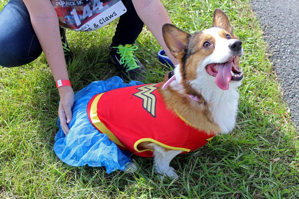 Pez, a 5-year-old Pembroke Welsh corgi, looks up at attendees of the first Pup Ruck 5k at Depot Park on Sunday. The event was held to raise money for the Pets and Patriots Foundation, which helps veterans with post-traumatic stress disorder acquire service dogs.