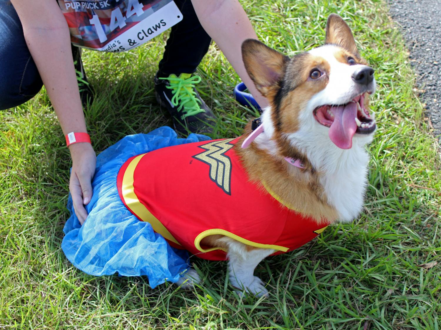 Pez, a 5-year-old Pembroke Welsh corgi, looks up at attendees of the first Pup Ruck 5k at Depot Park on Sunday. The event was held to raise money for the Pets and Patriots Foundation, which helps veterans with post-traumatic stress disorder acquire service dogs.