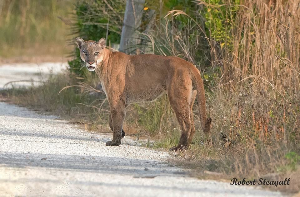 An endangered Florida panther.