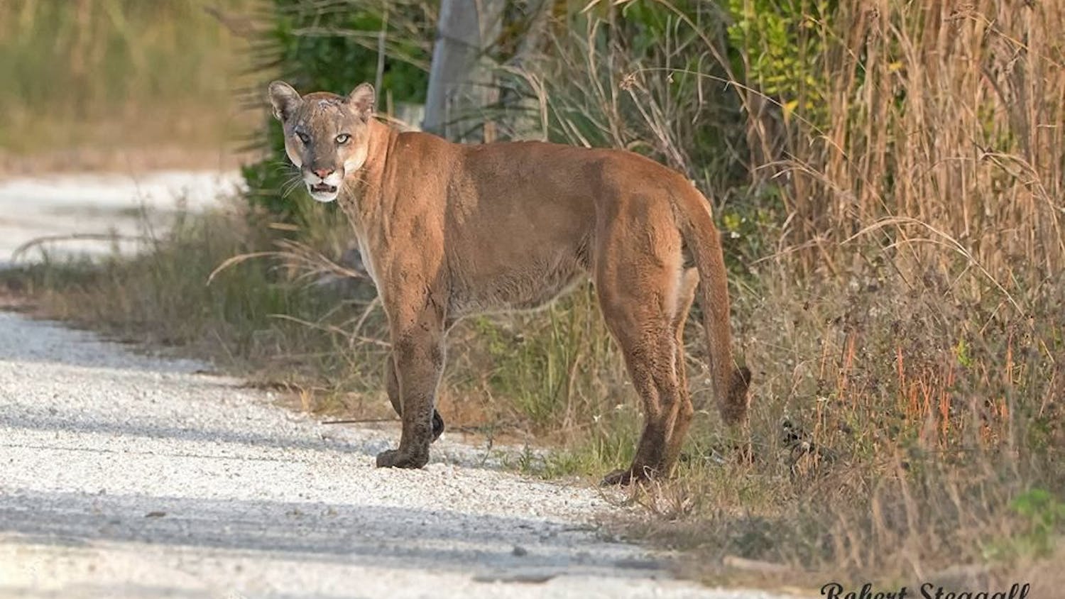 An endangered Florida panther.