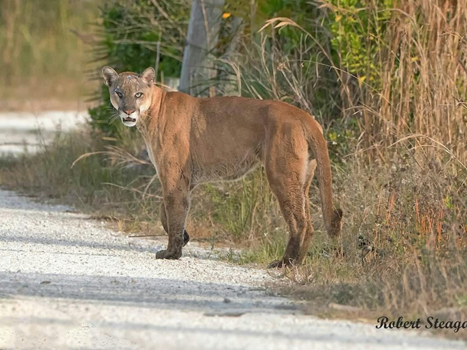 An endangered Florida panther.