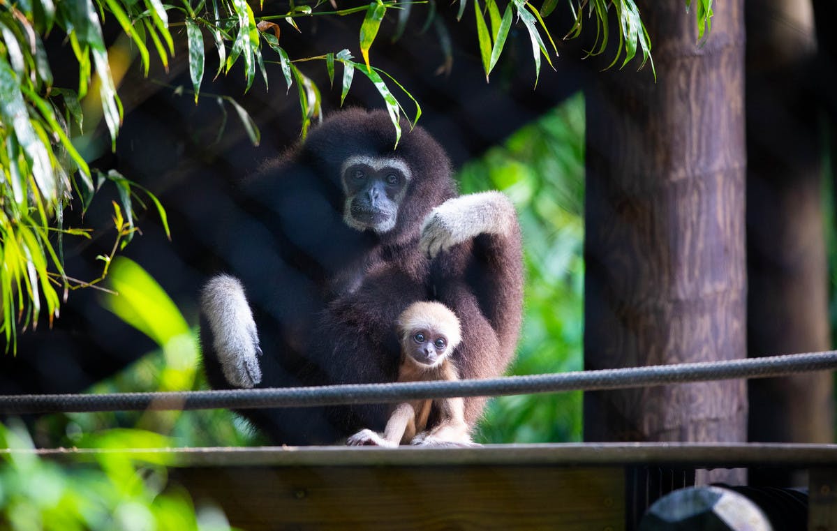 baby gibbon