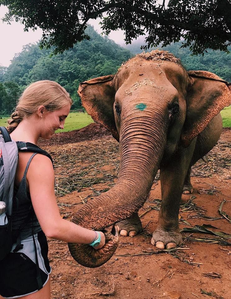 Megan McDowell, a 19-year-old UF animal sciences sophomore, bonds with an elephant she’s been treating in Chiang Mai, Thailand.