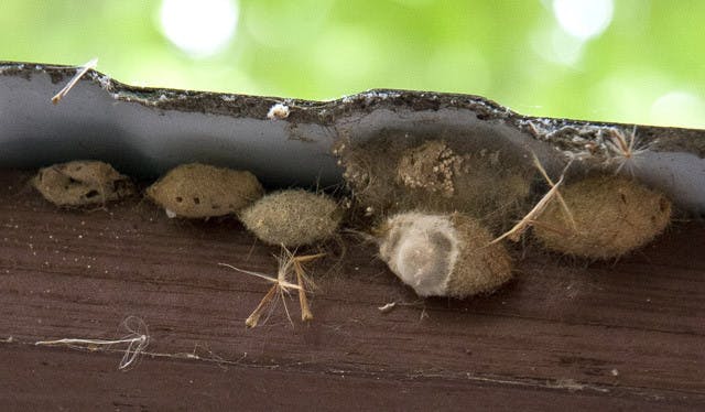 Tussock moth cocoons, like those clustered under a pavilion at Maguire Village, can be found under park benches, signs and other crannies. Allergenic caterpillar hair, which may cause a rash on some people, might be trapped in the cocoons, said Eileen Buss, an associate professor and extension specialist with UF’s Department of Entomology and Nematology.