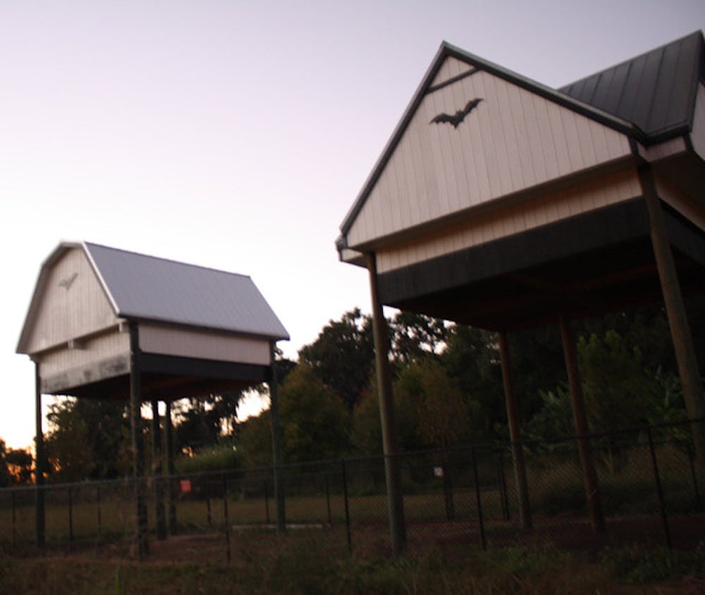 <p>The bat house and bat barn can be seen streaming live 24/7 because of the Florida Museum of Natural History's grants, donations and investments.</p>