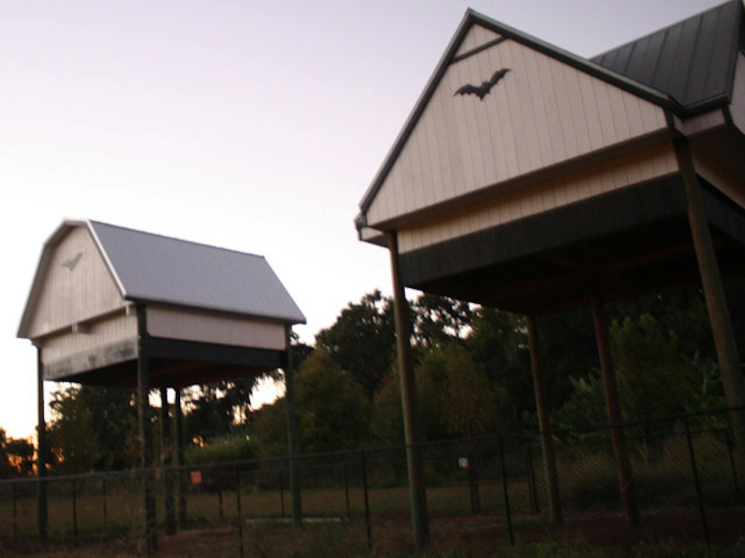 The bat house and bat barn can be seen streaming live 24/7 because of the Florida Museum of Natural History's grants, donations and investments.