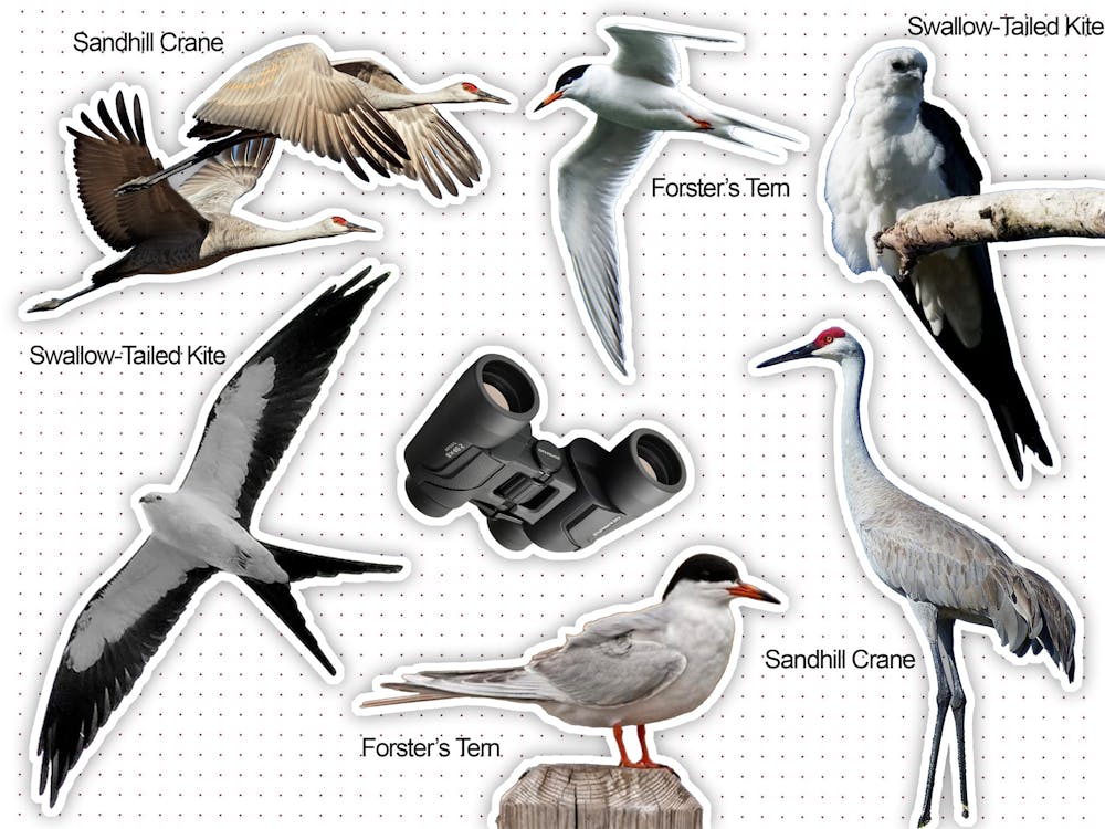 Bird species identification collage. This graphic features various bird species, including the Sandhill Crane , Swallow-Tailed Kite , and Forster's Tern , along with a pair of binoculars, symbolizing birdwatching. The birds are labeled and arranged on a dotted background.