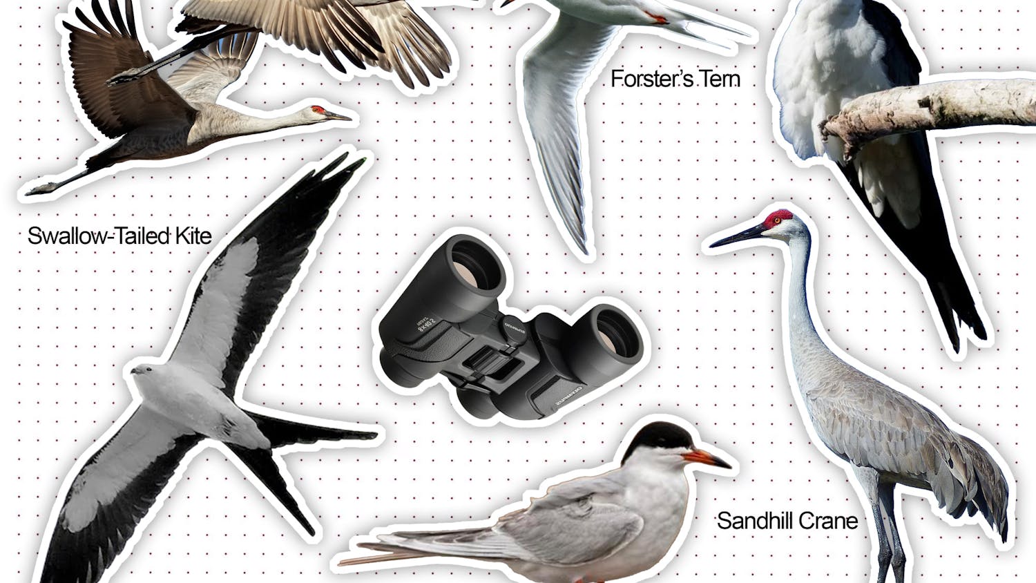 Bird species identification collage. This graphic features various bird species, including the Sandhill Crane , Swallow-Tailed Kite , and Forster's Tern , along with a pair of binoculars, symbolizing birdwatching. The birds are labeled and arranged on a dotted background.